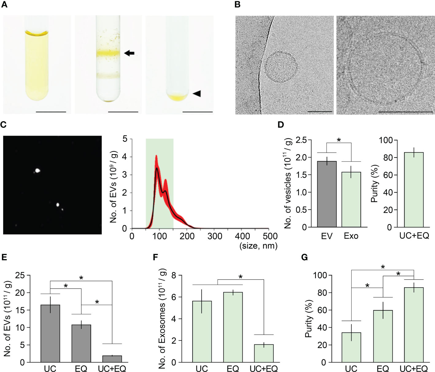 Ginseng exosomes isolated using ultracentrifugation plus ExoQuick show improved yield and purity confirmed by TEM and NTA analysis.